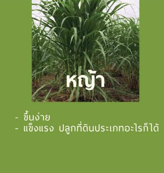 ปลูกง่ายเหมือนหญ้า